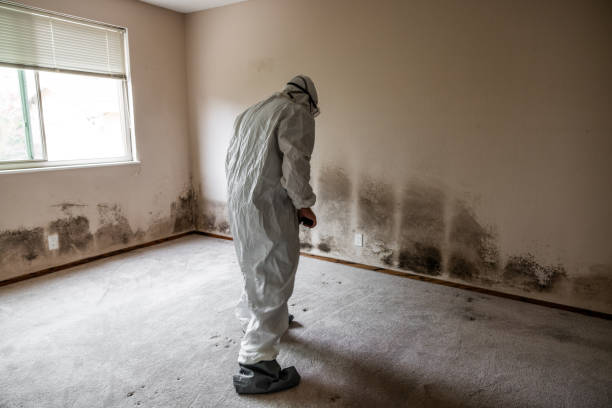 Best Post-Construction Mold Inspection  in Doniphan, MO